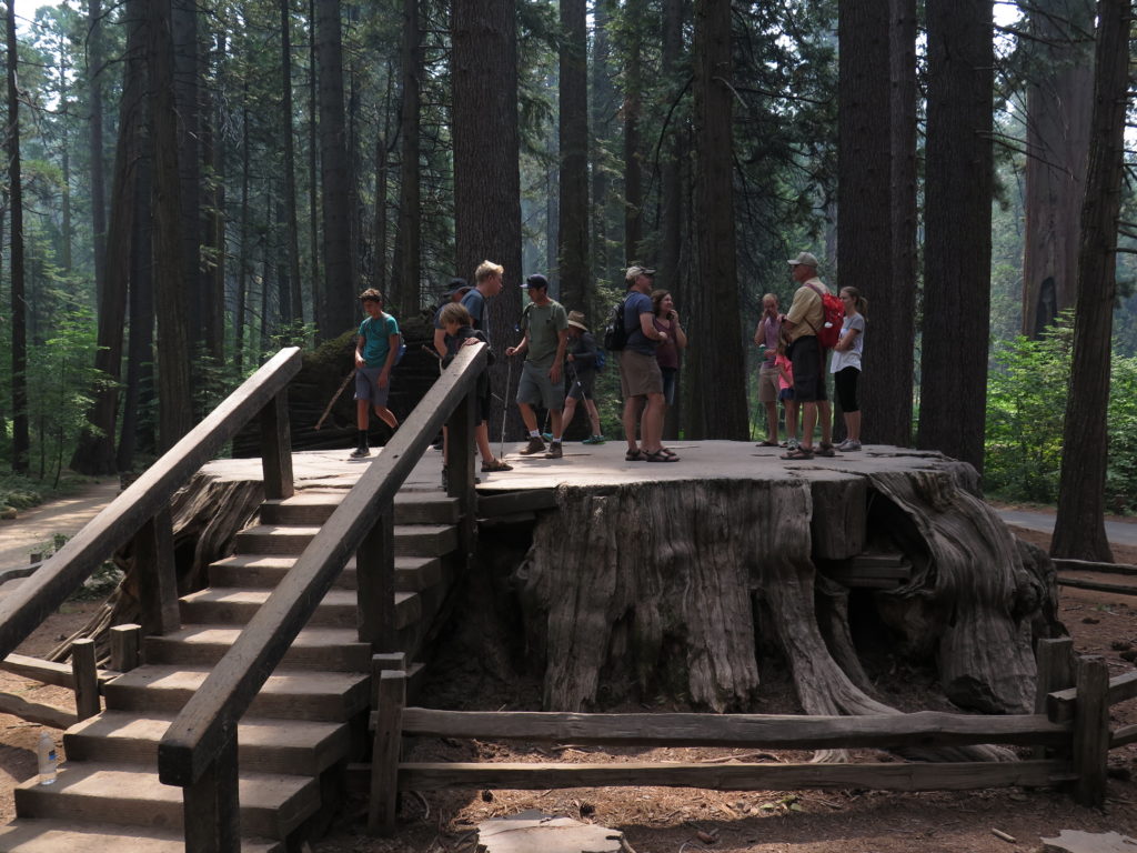 Group of people standing on the stump of a large tree. There are stairs leading to the stump for access.