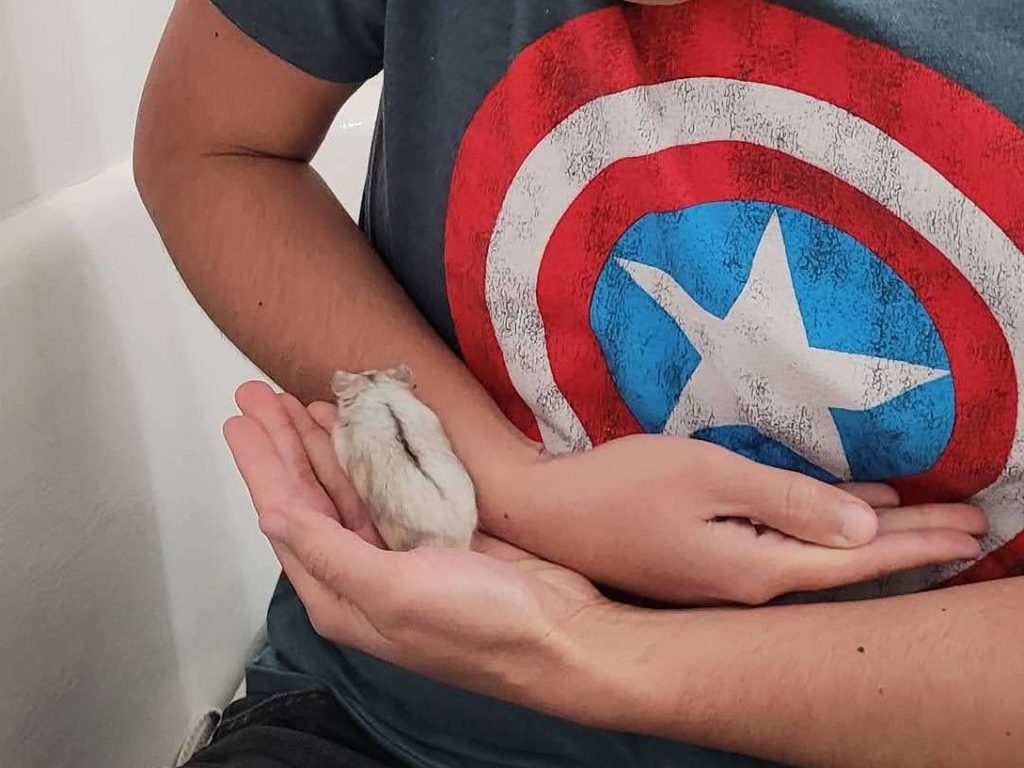 Potato the Syrian dwarf hamster climbing on her owner's arm.