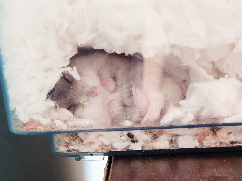 Potato the Syrian dwarf hamster sleeping in her burrow.