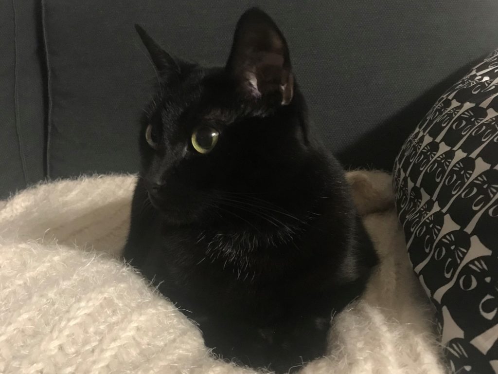 Photo of a black cat on a couch laying on a white knit blanket next to a pillow with black cat faces