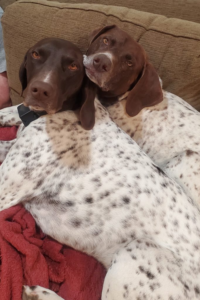 Two German Shorthair Pointer dogs lying on a red blanket on a couch.