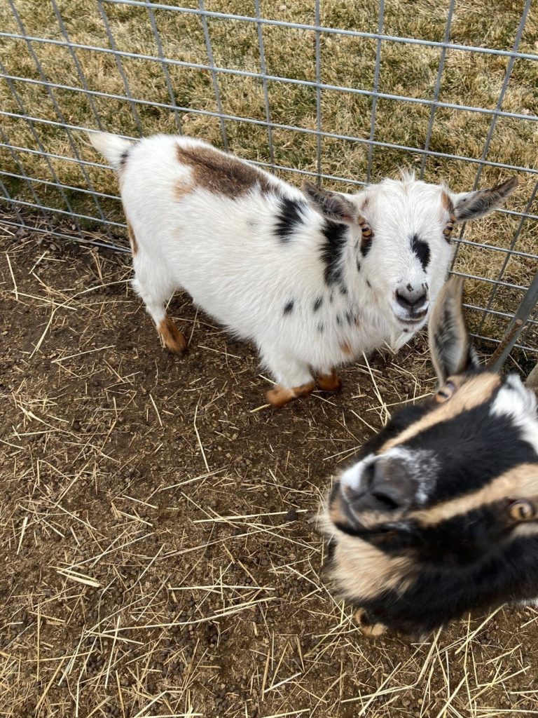 Two Nigerian Dwarf Goats in a pen, one with white fur and colored spots, and the other black with brown stripes.