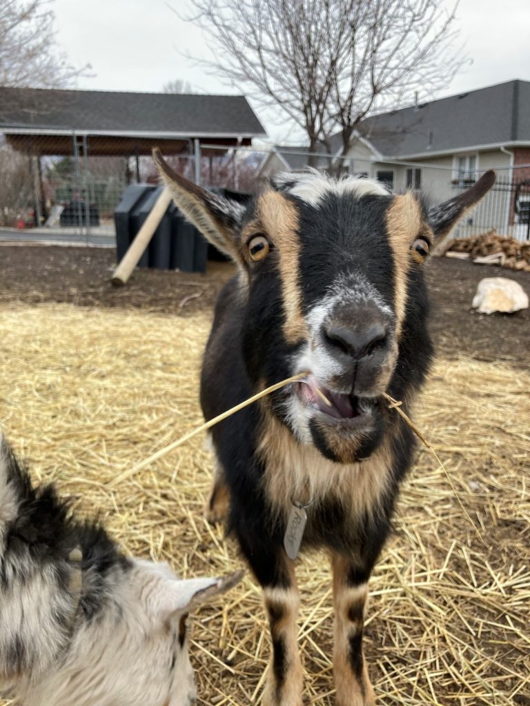 A black goat with brown stripes eating a piece of hay.