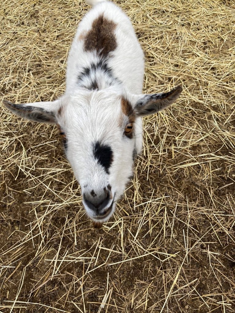 A white goat with black and brown spots looking at the photographer