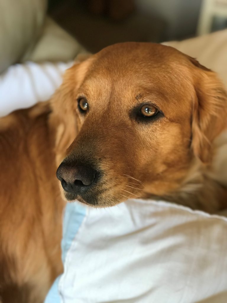 A golden lab retriever dog cuddled against a pillow.