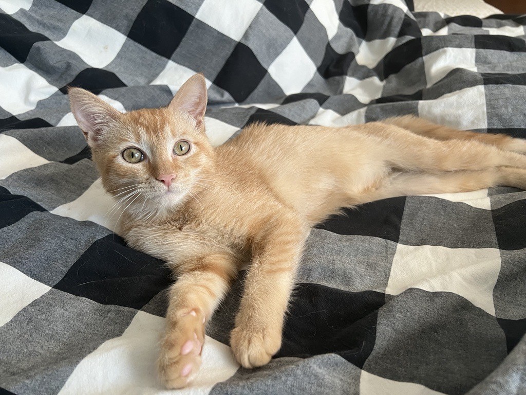 An orange ticked tabby cat laying on its side a black, gray, and white plaid blanket.