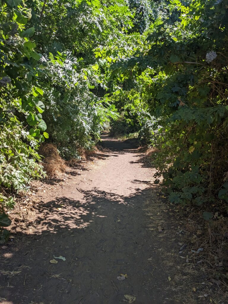 A sunlit meandering dirt path surrounded by green trees and foliage.