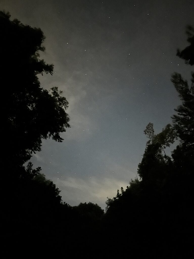 The night sky dotted with stars and bordered by dark trees on three sides.