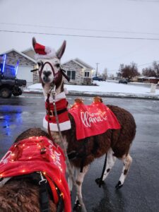 A brown and white llama standing in an asphalt parking lot wearing a red cape, a Santa neck sweater, and a Santa hat.