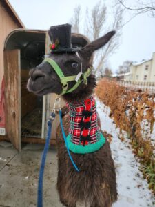 A dark brown llama standing behind a trailer wearing a Christmas-themed neck sweater and a jaunty little black hat.