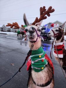 A white and brown llama facing the camera, wearing reindeer antlers and a Christmas tree neck sweater.